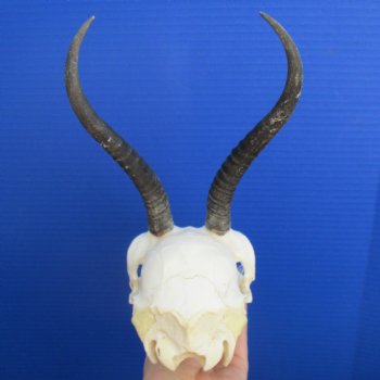 B-Grade 6" to 7" Horns on Female Springbok Skull - $39