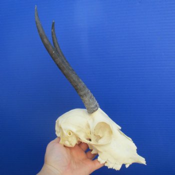 B-Grade 8" to 9" Horns on Female Springbok Skull - $39