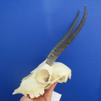B-Grade 8" to 9" Horns on Female Springbok Skull - $39
