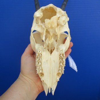B-Grade 8" to 9" Horns on Female Springbok Skull - $39