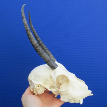 B-Grade 6" to 7" Horns on Female Springbok Skull - $39