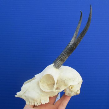 B-Grade 6" to 7" Horns on Female Springbok Skull - $39