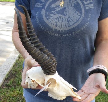 For Sale this African Male Springbok Skull with 10 to 11 inch horns - $65