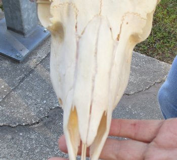 For Sale this African Male Springbok Skull with 10 to 11 inch horns - $65