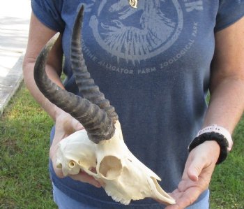 African Male Springbok Skull with 8 to 9 inch horns for sale $65