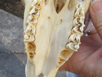 African Male Springbok Skull with 8 to 9 inch horns for sale $65
