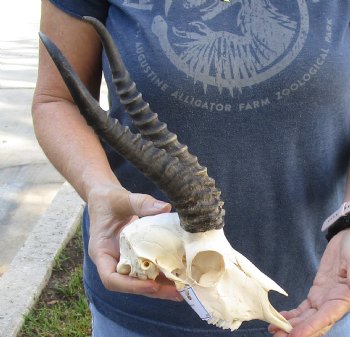 Authentic Male Springbok Skull with 9 to 10 inch horns for sale $60