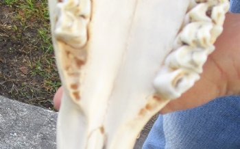Authentic Male Springbok Skull with 9 to 10 inch horns for sale $60