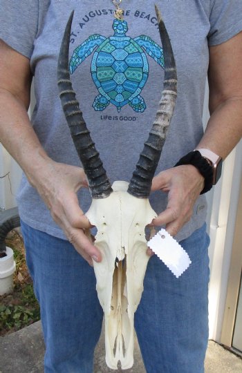B-Grade Blesbok Skull with 11" to 12" Horns for sale - $65