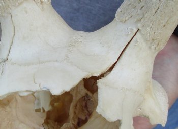 B-Grade Blesbok Skull with 11" to 12" Horns for sale - $65