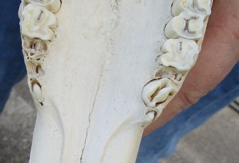 B-Grade Blesbok Skull with 11" to 12" Horns for sale - $65