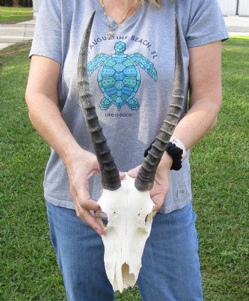 B-Grade Blesbok Skull with 12" to 13" Horns available for sale - $65
