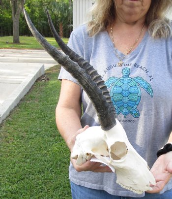 B-Grade Blesbok Skull with 12" to 13" Horns available for sale - $65