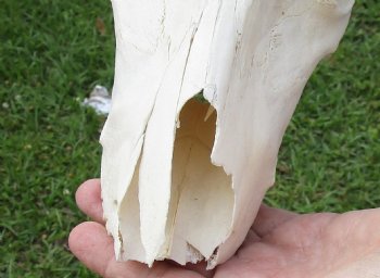 B-Grade Blesbok Skull with 12" to 13" Horns available for sale - $65