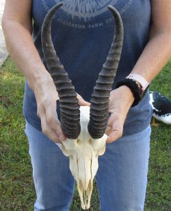 Buy this Male Springbok Skull with 9 to 10 inch horns for sale $65