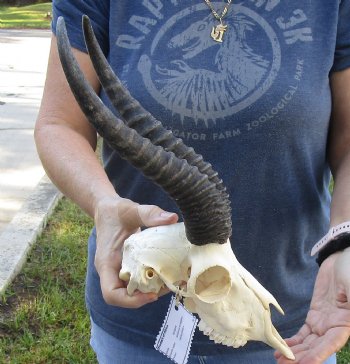 Buy this Male Springbok Skull with 9 to 10 inch horns for sale $65