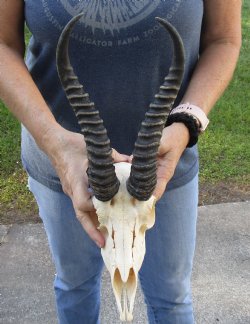 African Male Springbok Skull with 10 to 11 inch horns for sale $65