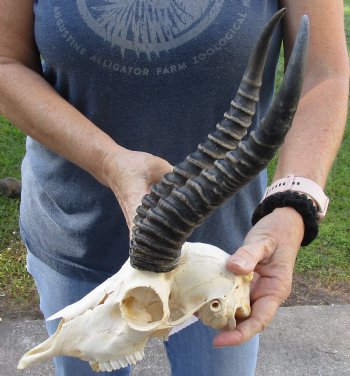 African Male Springbok Skull with 10 to 11 inch horns for sale $65