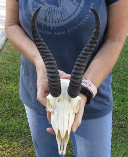 Authentic Male Springbok Skull with 9 to 10 inch horns for sale $65