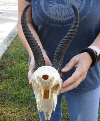 Authentic Male Springbok Skull with 9 to 10 inch horns for sale $65