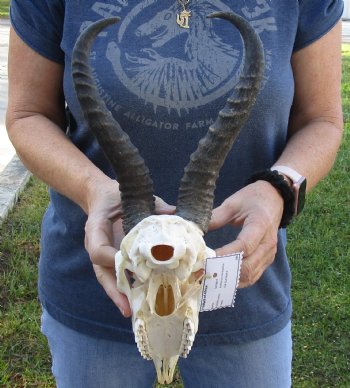 Authentic Male Springbok Skull with 10 to 11 inch horns for sale $65