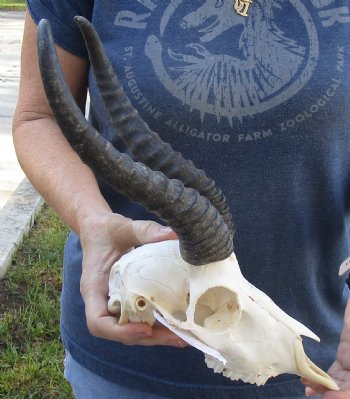 Authentic Male Springbok Skull with 10 to 11 inch horns for sale $65