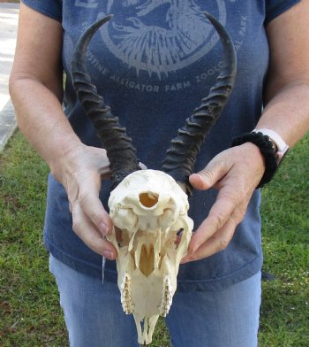 Real African Springbok Skull with 8 to 9 inch horns for sale $65