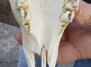 Real African Springbok Skull with 8 to 9 inch horns for sale $65