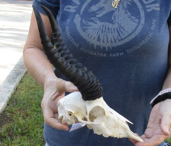 Genuine Male Springbok Skull with 9 to 10 inch horns for sale $65