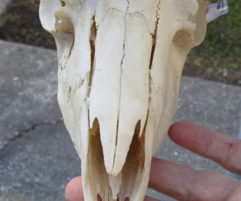 Genuine Male Springbok Skull with 9 to 10 inch horns for sale $65