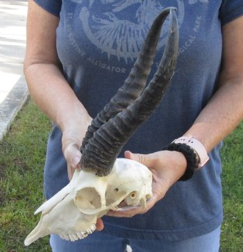 Real African Springbok Skull with 10 to 11 inch horns for sale $65