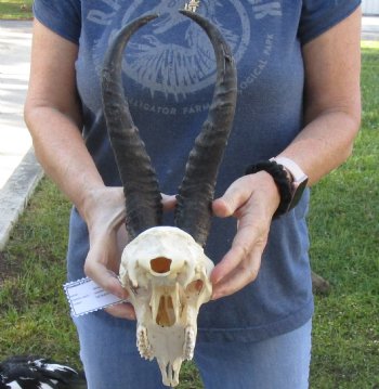 Real African Springbok Skull with 10 to 11 inch horns for sale $65