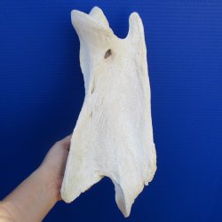 13" Giraffe Vertebrae Bone - $65