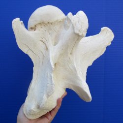 10" Giraffe Vertebrae Bone - $65