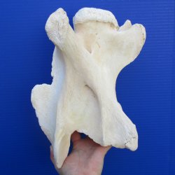12" Giraffe Vertebrae Bone - $65