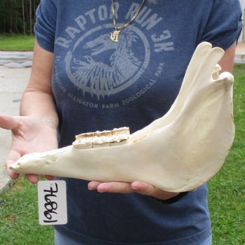 14" Zebra Lower Jaw Bone - $20
