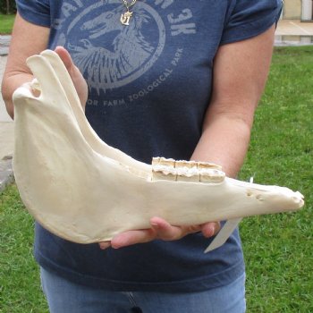 14" Zebra Lower Jaw Bone - $20