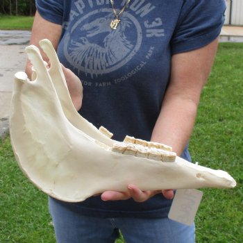 15" Zebra Lower Jaw Bone - $20