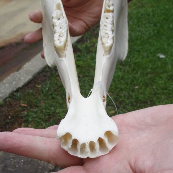 15" Zebra Lower Jaw Bone - $20