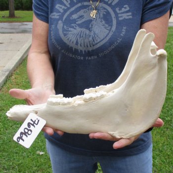 14-1/2" Zebra Lower Jaw Bone - $20