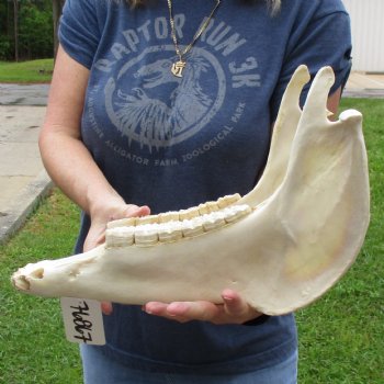 15-1/2" Zebra Lower Jaw Bone - $20