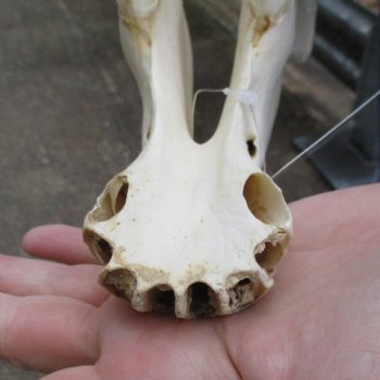 15-1/2" Zebra Lower Jaw Bone - $20