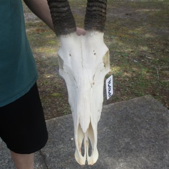 African Sable Skull with 34" & 35" Horns - $550 (Adult Signature Required)