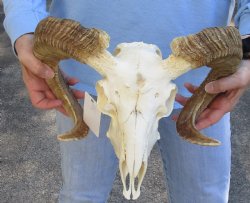 African Merino Ram/Sheep Skull with 20 and 21 inch Horns - $135