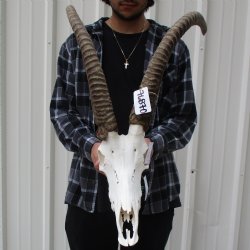 African Sable Skull...