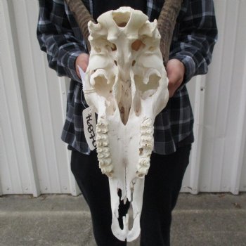 African Sable Skull with 30" & 31" Horns - $550 (Adult Signature Required)