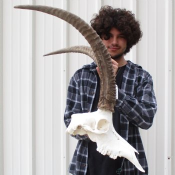 African Sable Skull with 30" & 31" Horns - $550 (Adult Signature Required)