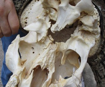 B-Grade, Male, African Black Wildebeest Skull with 19" Horn Spread - $85