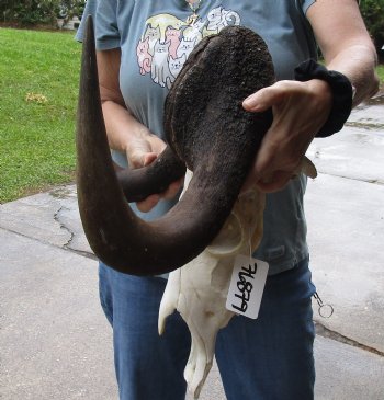 B-Grade, Male, African Black Wildebeest Skull with 19" Horn Spread - $85