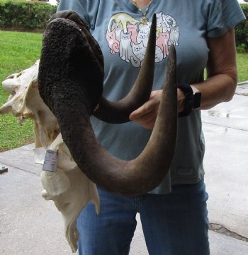 B-Grade, Male, African Black Wildebeest Skull with 19" Horn Spread - $85